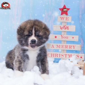 DSC 9303 kopia (Copy)